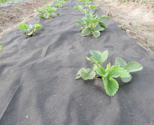 Geotextile Agriculture Mats